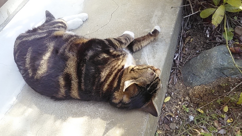 f:id:stantsiya_iriya:20200426174644j:plain