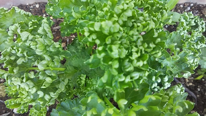 f:id:stantsiya_iriya:20200426174652j:plain