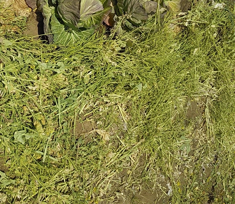 f:id:stantsiya_iriya:20200426174710j:plain