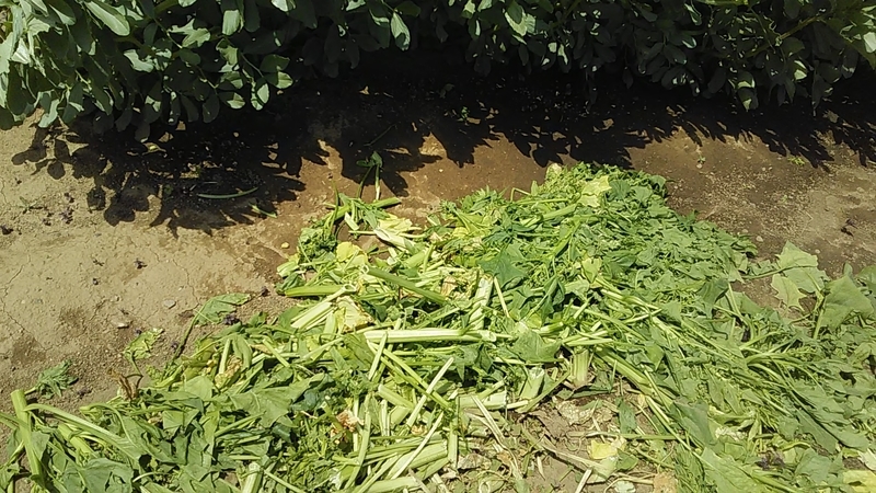 f:id:stantsiya_iriya:20200426174718j:plain