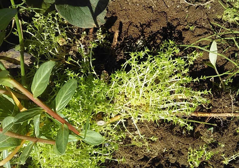 f:id:stantsiya_iriya:20200426174735j:plain