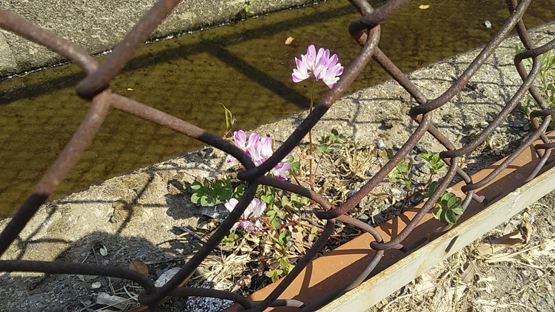 f:id:stantsiya_iriya:20200426174744j:plain