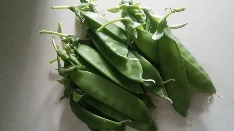 f:id:stantsiya_iriya:20200426174815j:plain