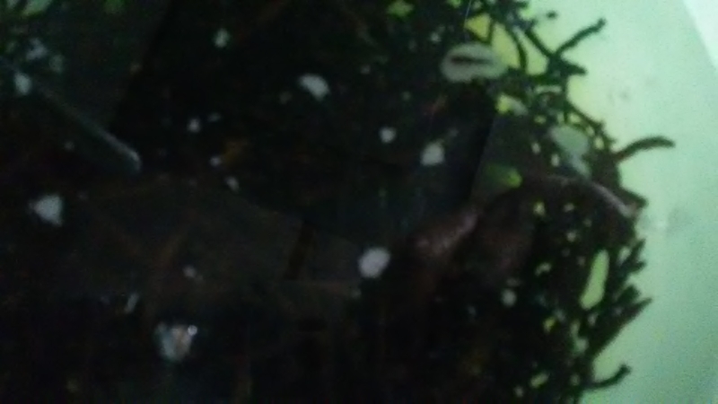 f:id:stantsiya_iriya:20200426174822j:plain