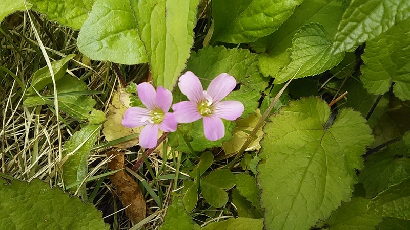 f:id:stantsiya_iriya:20200429075701j:plain f:id:stantsiya_iriya:20200429075701j:plain