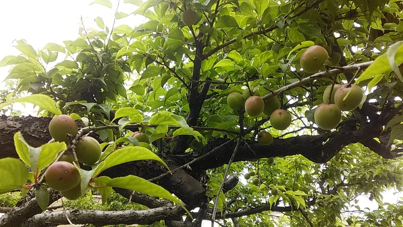 f:id:stantsiya_iriya:20200509202806j:plain