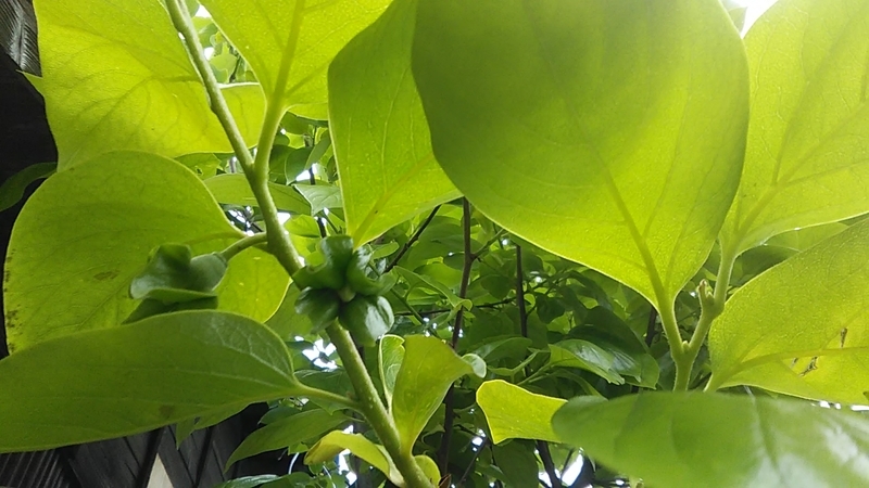 f:id:stantsiya_iriya:20200509202929j:plain