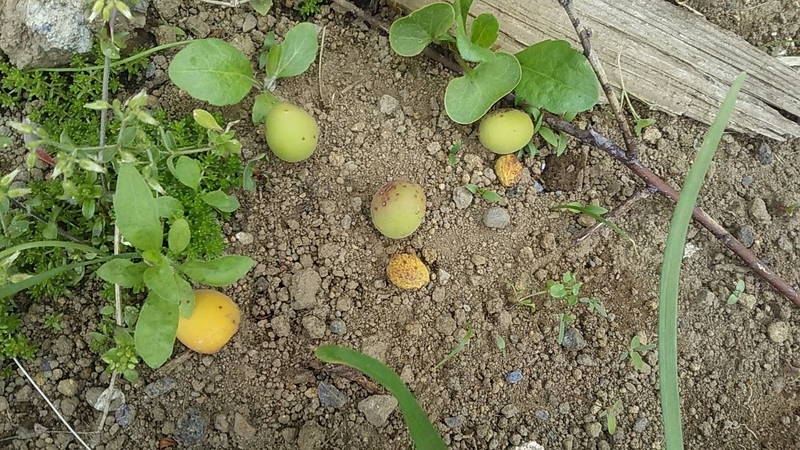 f:id:stantsiya_iriya:20200509202936j:plain