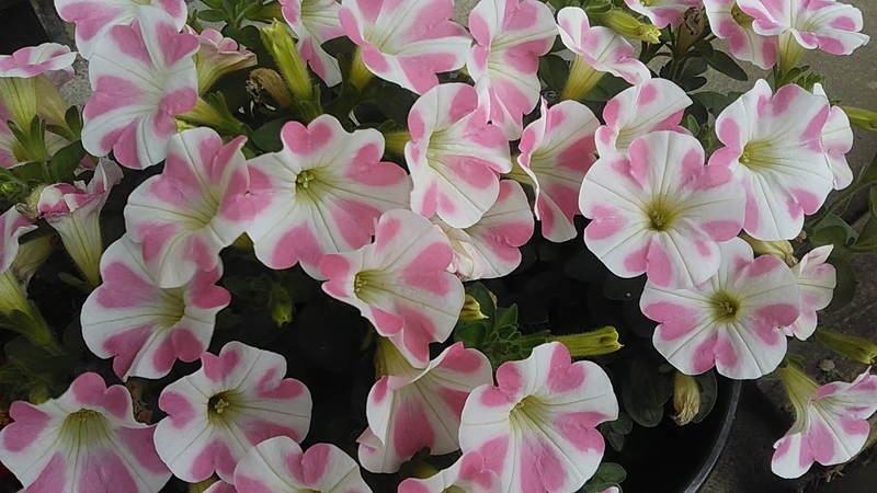 f:id:stantsiya_iriya:20200510202151j:plain f:id:stantsiya_iriya:20200510202151j:plain