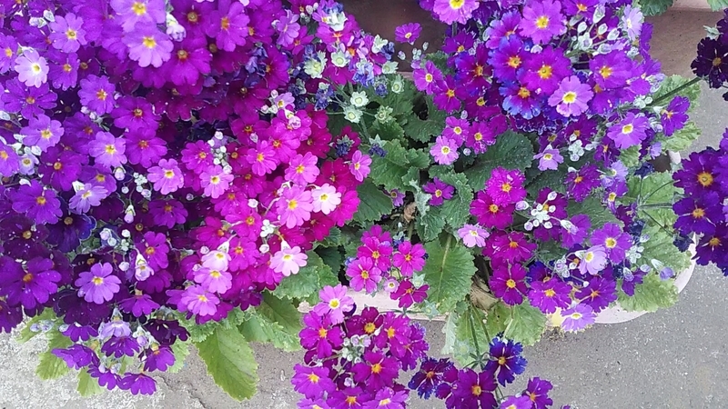 f:id:stantsiya_iriya:20200510202158j:plain f:id:stantsiya_iriya:20200510202158j:plain