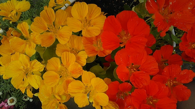 f:id:stantsiya_iriya:20200510202205j:plain f:id:stantsiya_iriya:20200510202205j:plain