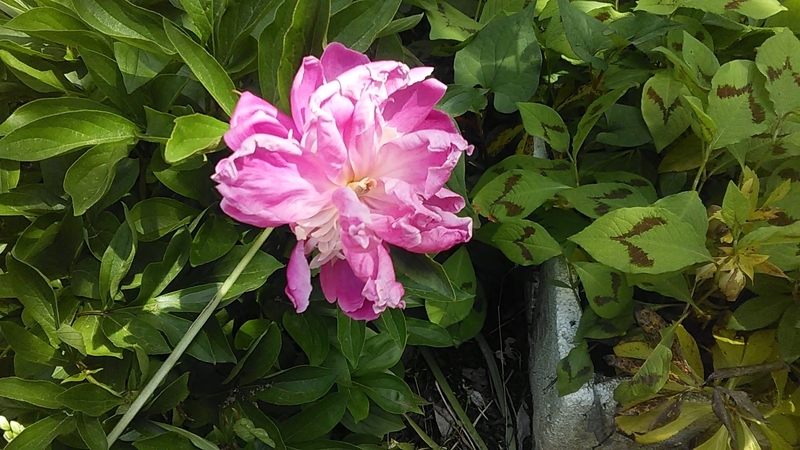 f:id:stantsiya_iriya:20200514225244j:plain f:id:stantsiya_iriya:20200514225244j:plain