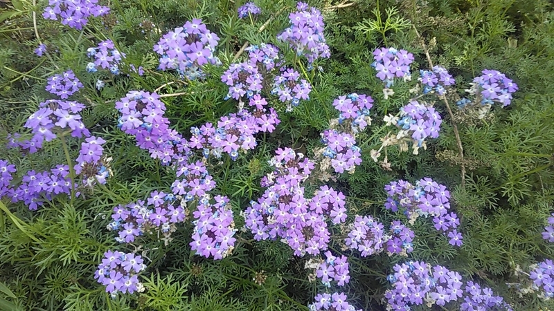 f:id:stantsiya_iriya:20200514225301j:plain f:id:stantsiya_iriya:20200514225301j:plain