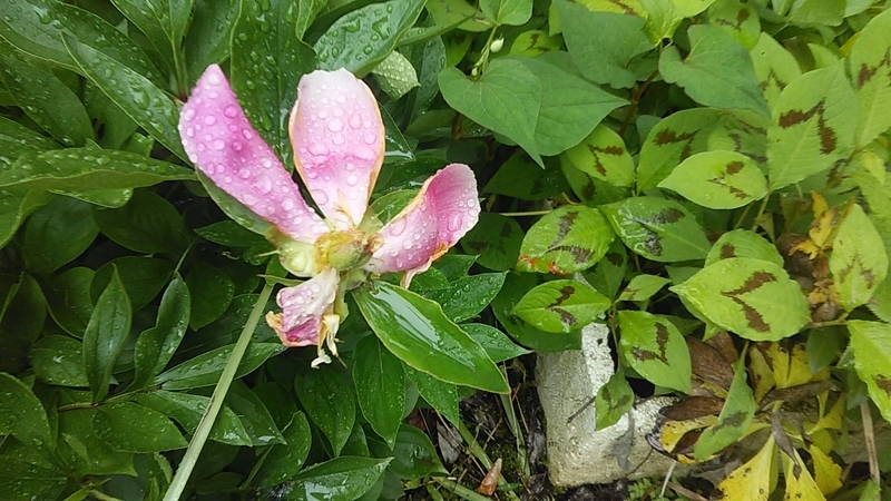 f:id:stantsiya_iriya:20200518145521j:plain f:id:stantsiya_iriya:20200518145521j:plain