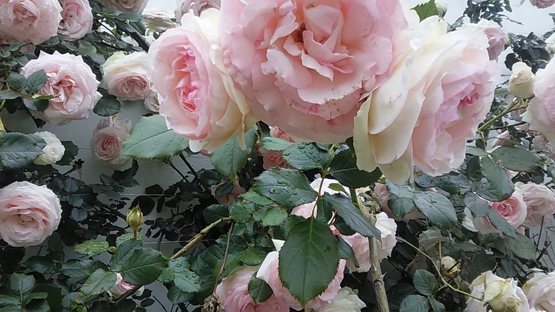 f:id:stantsiya_iriya:20200521211519j:plain f:id:stantsiya_iriya:20200521211519j:plain