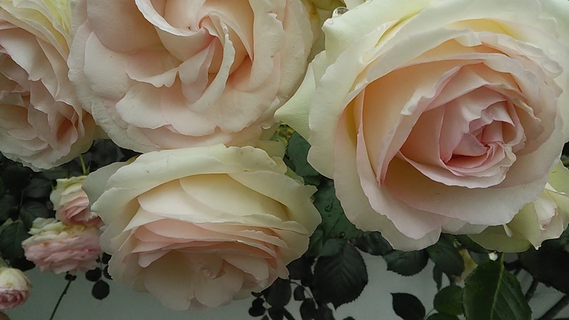 f:id:stantsiya_iriya:20200521211530j:plain f:id:stantsiya_iriya:20200521211530j:plain