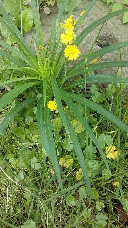 f:id:stantsiya_iriya:20200527203239j:plain f:id:stantsiya_iriya:20200527203239j:plain