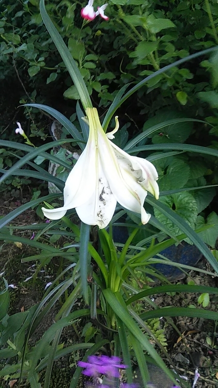 f:id:stantsiya_iriya:20200529212155j:plain f:id:stantsiya_iriya:20200529212155j:plain