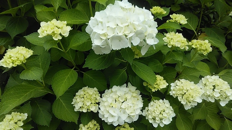 f:id:stantsiya_iriya:20200601172221j:plain f:id:stantsiya_iriya:20200601172221j:plain