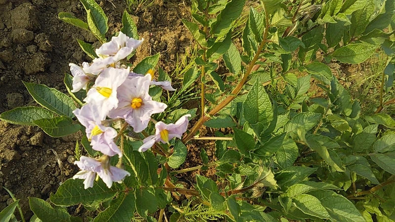 f:id:stantsiya_iriya:20200604221039j:plain f:id:stantsiya_iriya:20200604221039j:plain