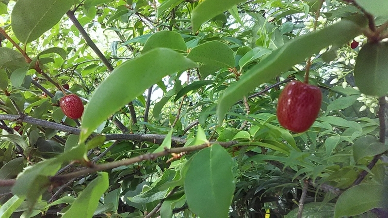 f:id:stantsiya_iriya:20200607194755j:plain f:id:stantsiya_iriya:20200607194755j:plain