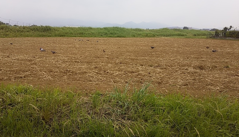 f:id:stantsiya_iriya:20200620212442j:plain f:id:stantsiya_iriya:20200620212442j:plain