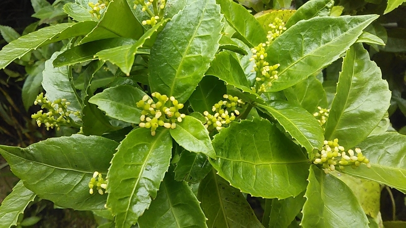 f:id:stantsiya_iriya:20200627184301j:plain f:id:stantsiya_iriya:20200627184301j:plain