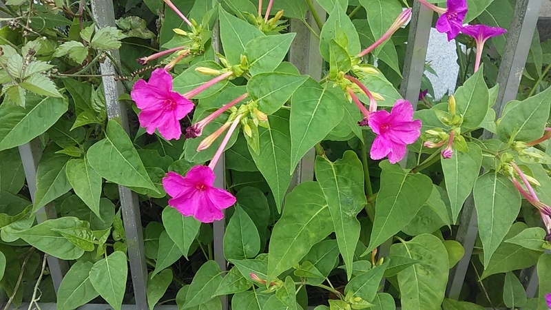 f:id:stantsiya_iriya:20200630183456j:plain