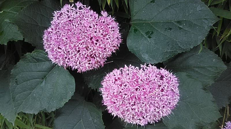 f:id:stantsiya_iriya:20200630183504j:plain