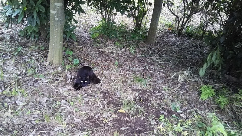 f:id:stantsiya_iriya:20200630183917j:plain