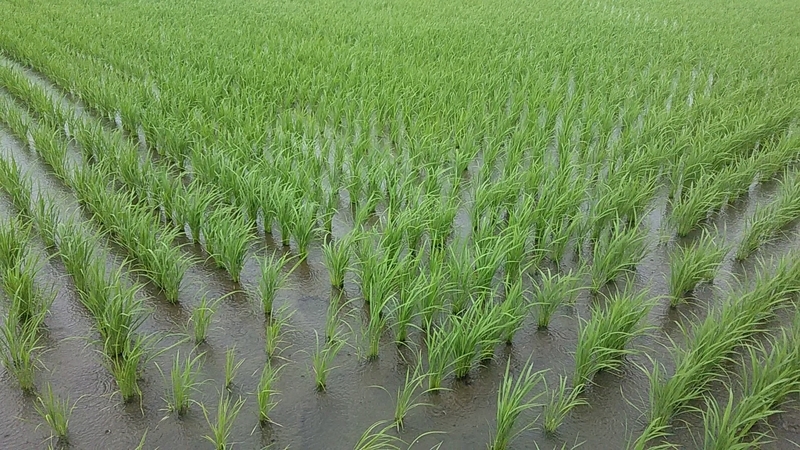 f:id:stantsiya_iriya:20200630184133j:plain