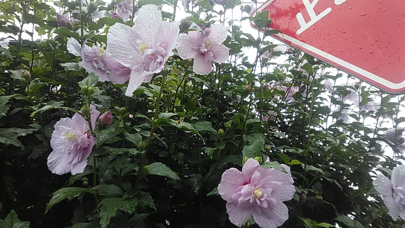 f:id:stantsiya_iriya:20200706155924j:plain f:id:stantsiya_iriya:20200706155924j:plain
