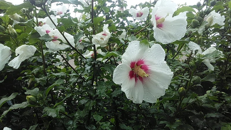 f:id:stantsiya_iriya:20200706155930j:plain f:id:stantsiya_iriya:20200706155930j:plain