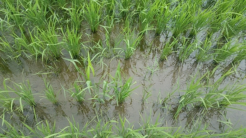 f:id:stantsiya_iriya:20200706160432j:plain f:id:stantsiya_iriya:20200706160432j:plain