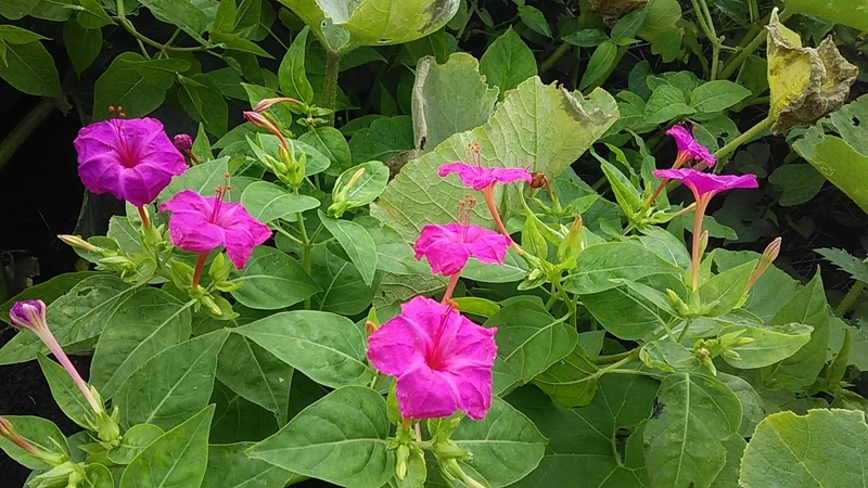 f:id:stantsiya_iriya:20200712052316j:plain f:id:stantsiya_iriya:20200712052316j:plain