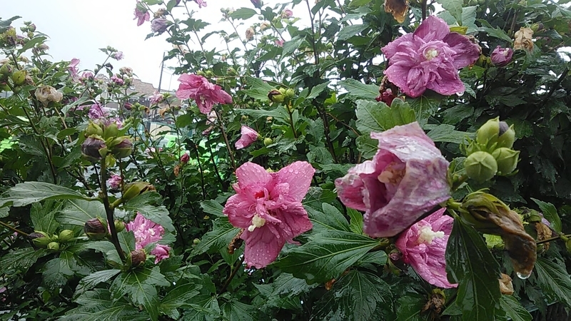 f:id:stantsiya_iriya:20200718052535j:plain