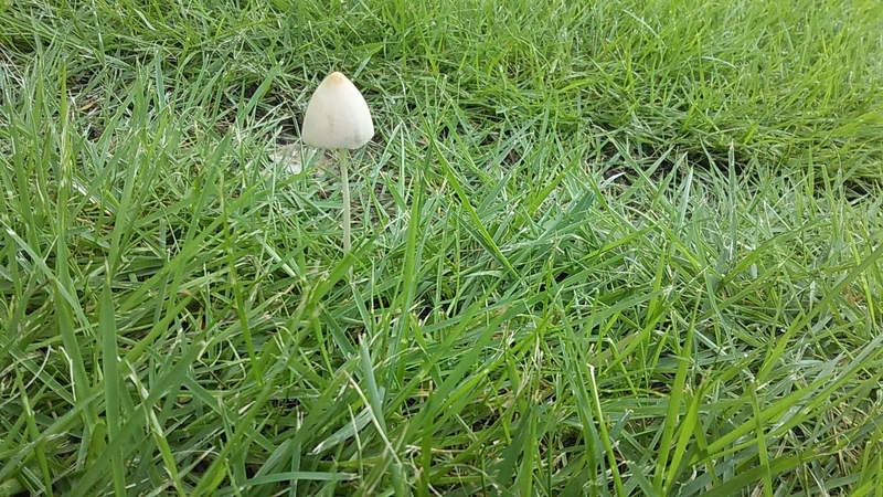 f:id:stantsiya_iriya:20200727185117j:plain