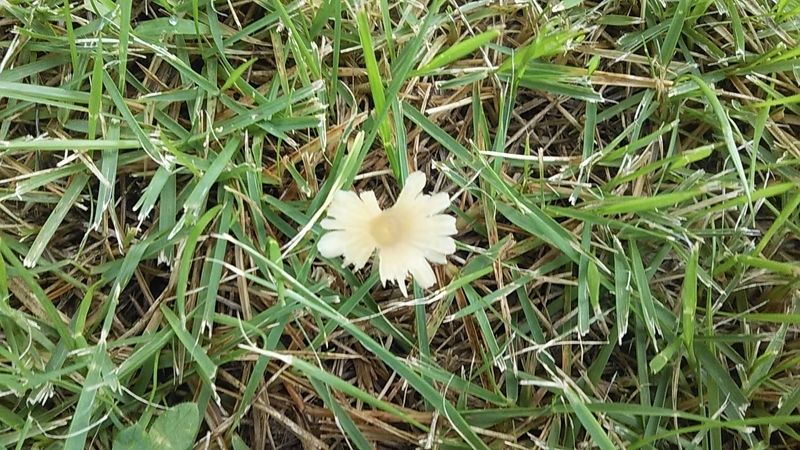 f:id:stantsiya_iriya:20200727185125j:plain