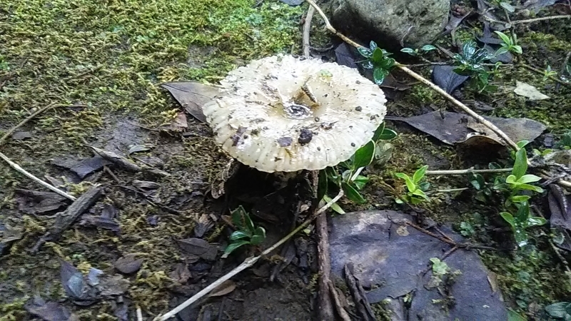 f:id:stantsiya_iriya:20200727185133j:plain