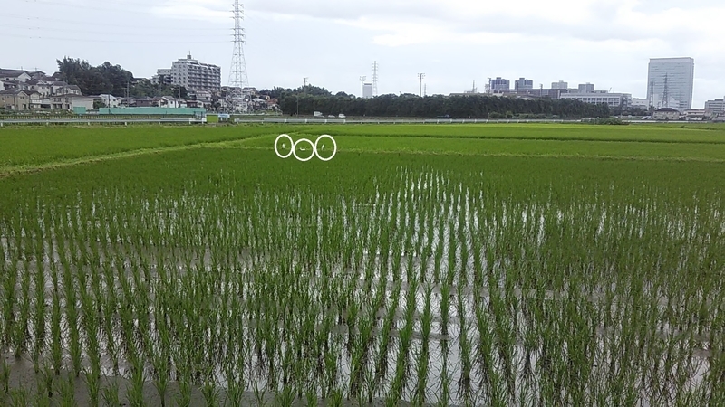 f:id:stantsiya_iriya:20200727185412j:plain