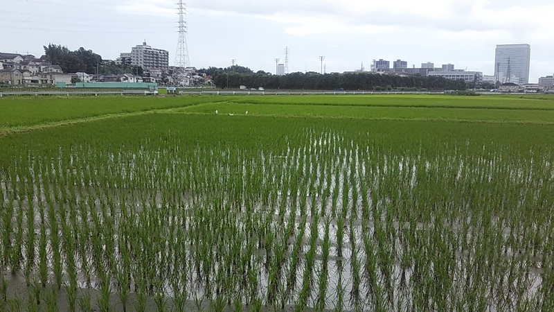 f:id:stantsiya_iriya:20200727185421j:plain