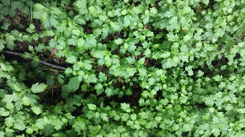 f:id:stantsiya_iriya:20200727185437j:plain