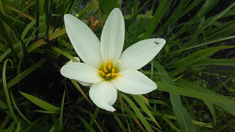 f:id:stantsiya_iriya:20200731082638j:plain f:id:stantsiya_iriya:20200731082638j:plain