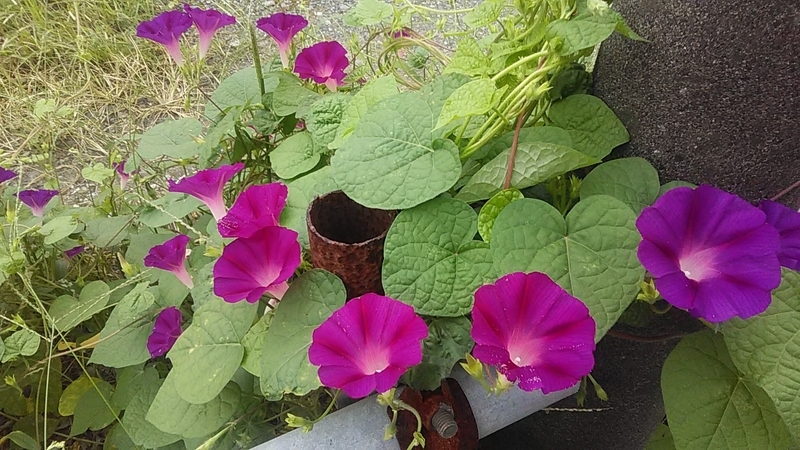 f:id:stantsiya_iriya:20200806191817j:plain f:id:stantsiya_iriya:20200806191817j:plain