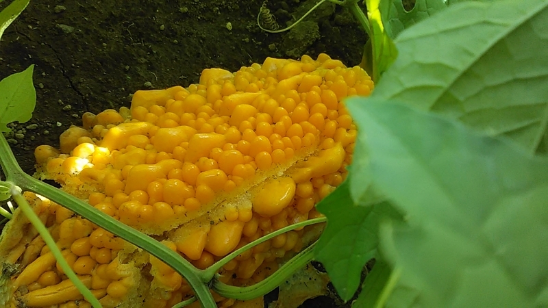 f:id:stantsiya_iriya:20200806192417j:plain f:id:stantsiya_iriya:20200806192417j:plain