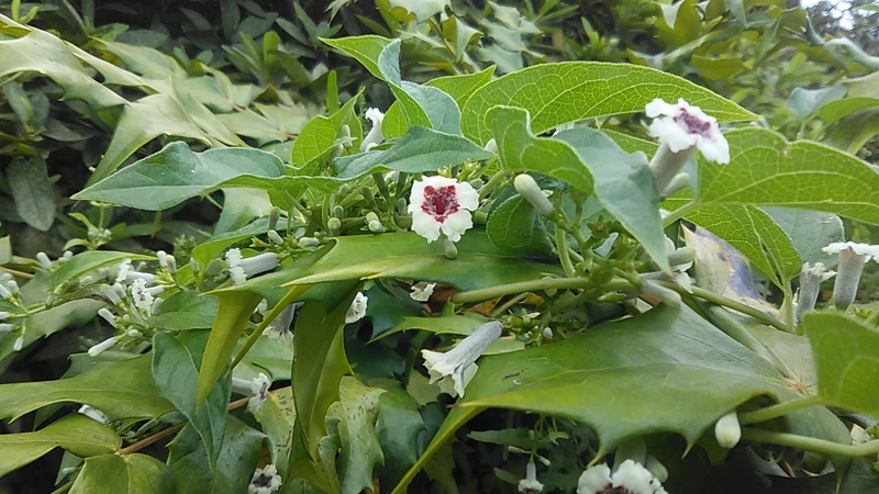 f:id:stantsiya_iriya:20200822220309j:plain f:id:stantsiya_iriya:20200822220309j:plain