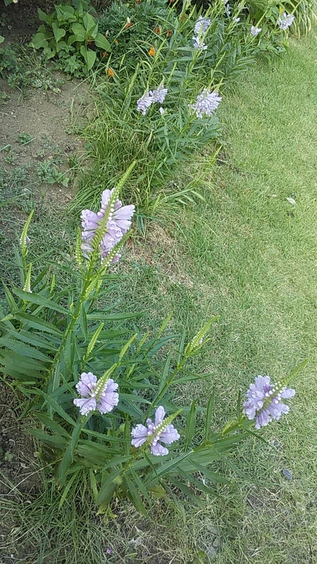 f:id:stantsiya_iriya:20200828233258j:plain f:id:stantsiya_iriya:20200828233258j:plain