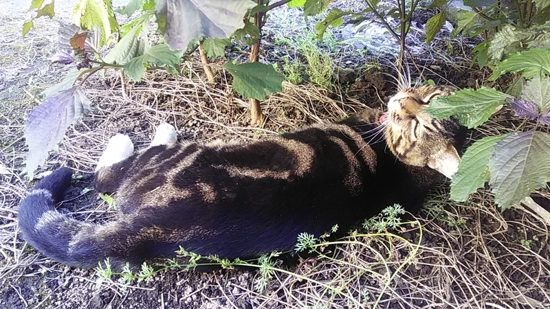 f:id:stantsiya_iriya:20200906175302j:plain