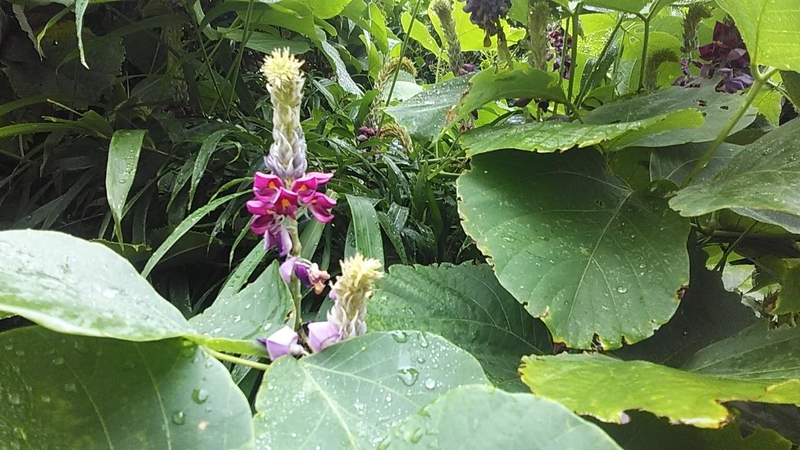 f:id:stantsiya_iriya:20200906183829j:plain