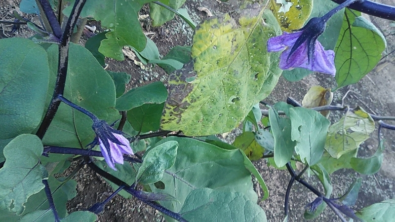f:id:stantsiya_iriya:20200909190608j:plain f:id:stantsiya_iriya:20200909190608j:plain